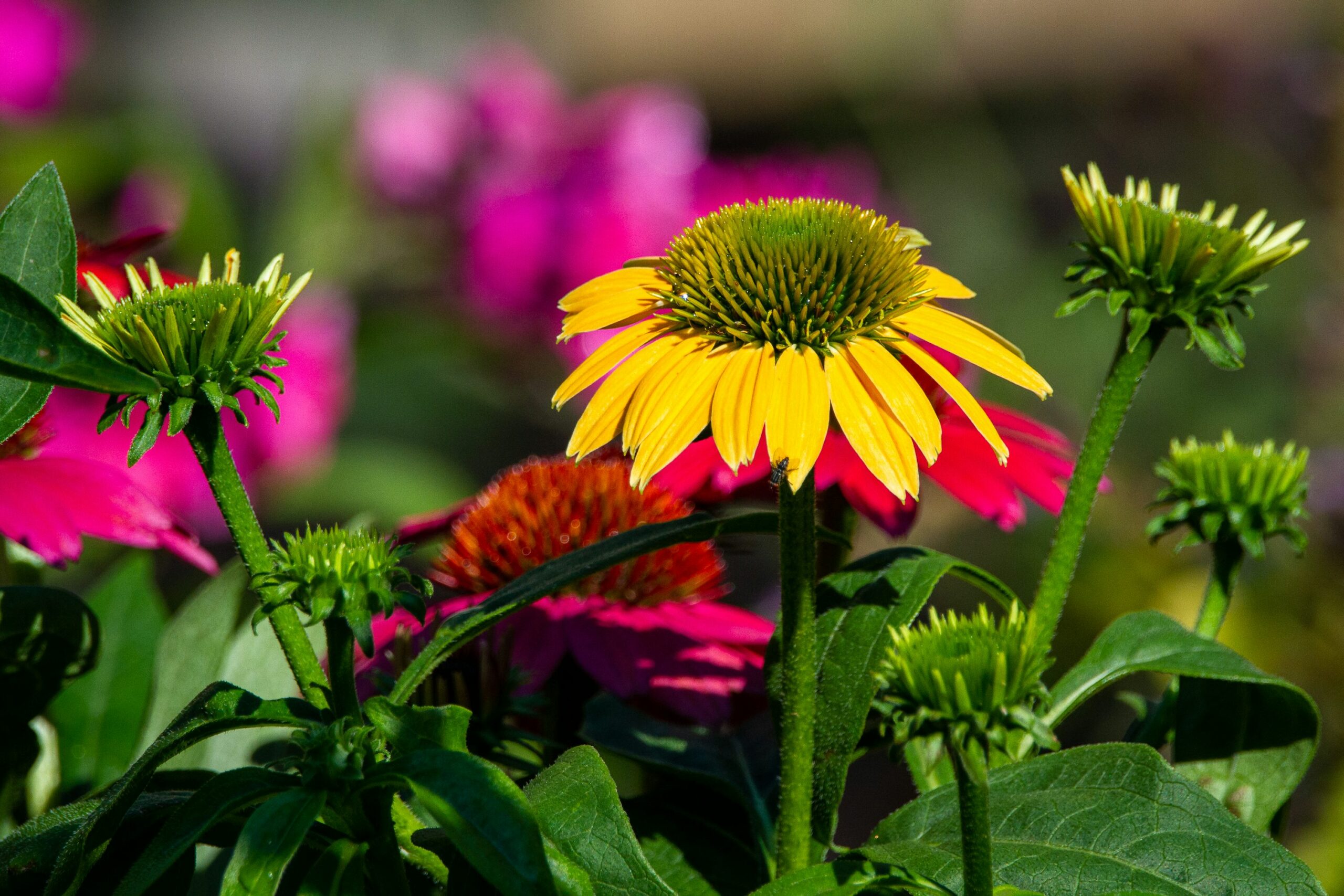 Best Perennial Flowers for Southern Gardens