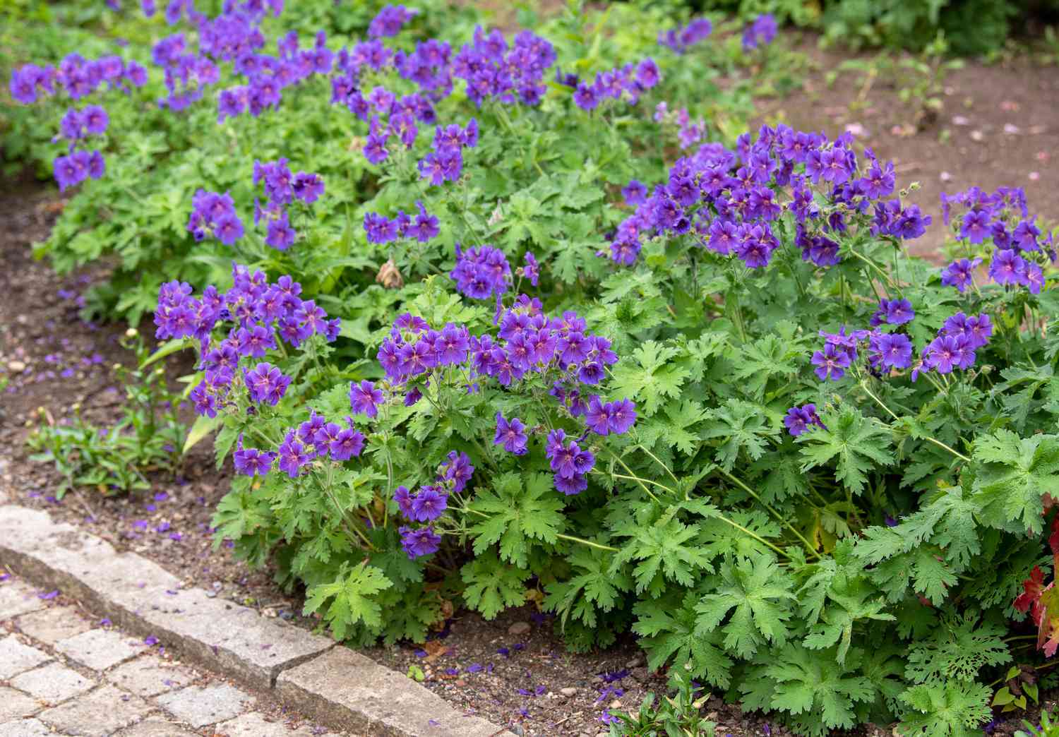 Top Tips for Growing Hardy Geraniums